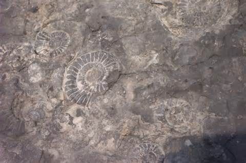 Fossil