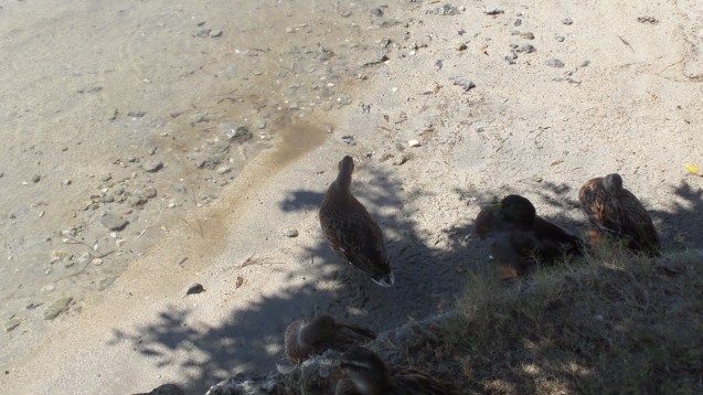 The Ducks of Oledeniz - taking cover from the sun