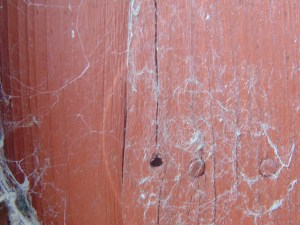 Spiders Web 2