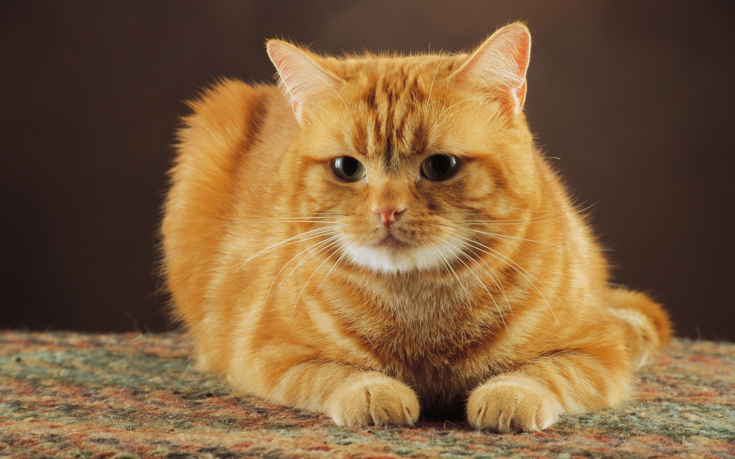 the-obedient-of-orange-color-cat-wide-hd-wallpaper-download-free