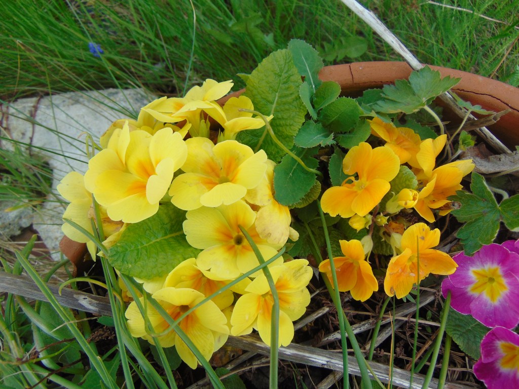 Close ups and Still&nbsp;life