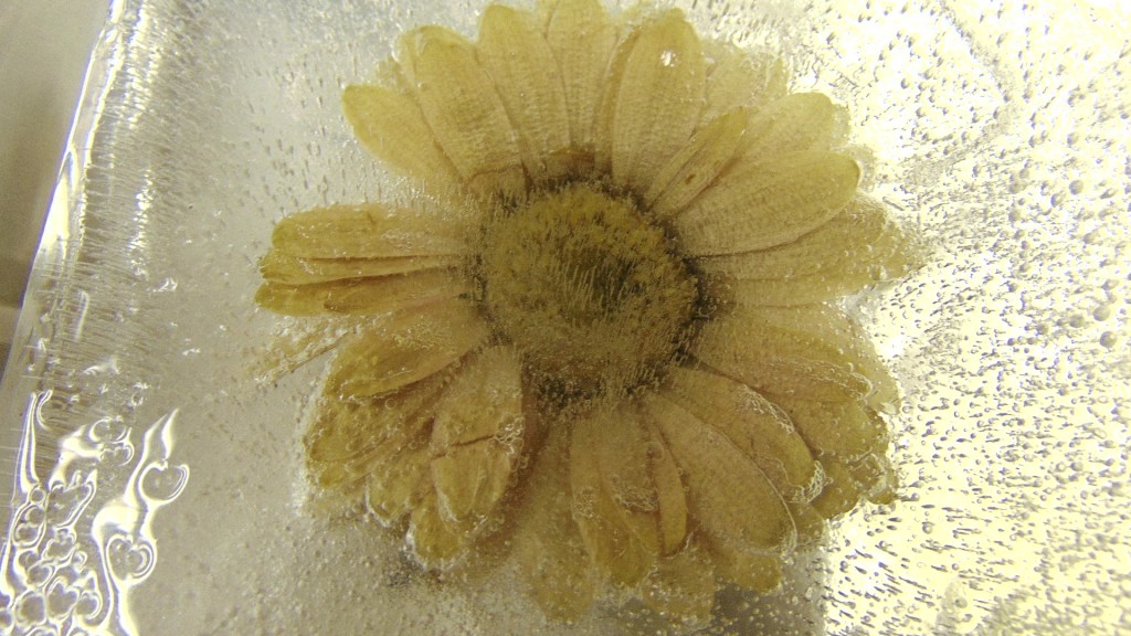 Frozen Flowers