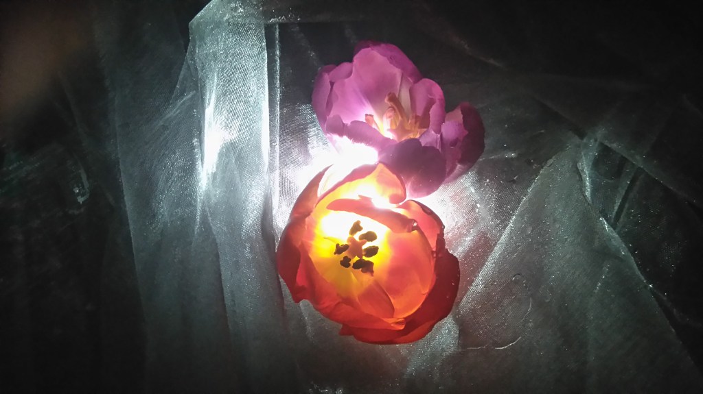 Photography – Flowers