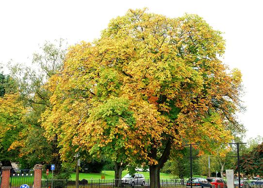 Horse Chestnut Tree