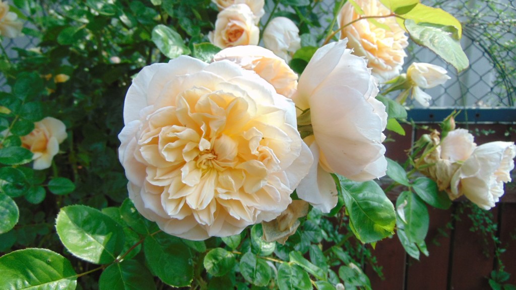 Details – a photo&nbsp;challenge