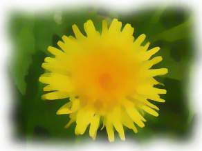 dandelion