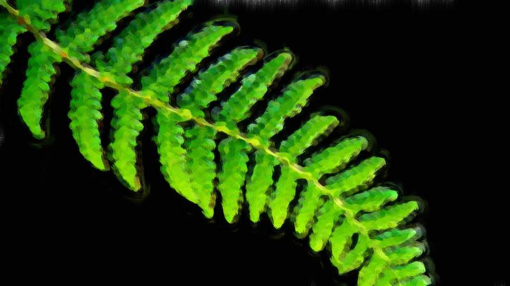 Fern
