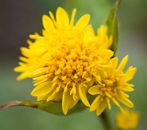 Solidago_virgaurea_var._leiocarpa_02-2.jpg