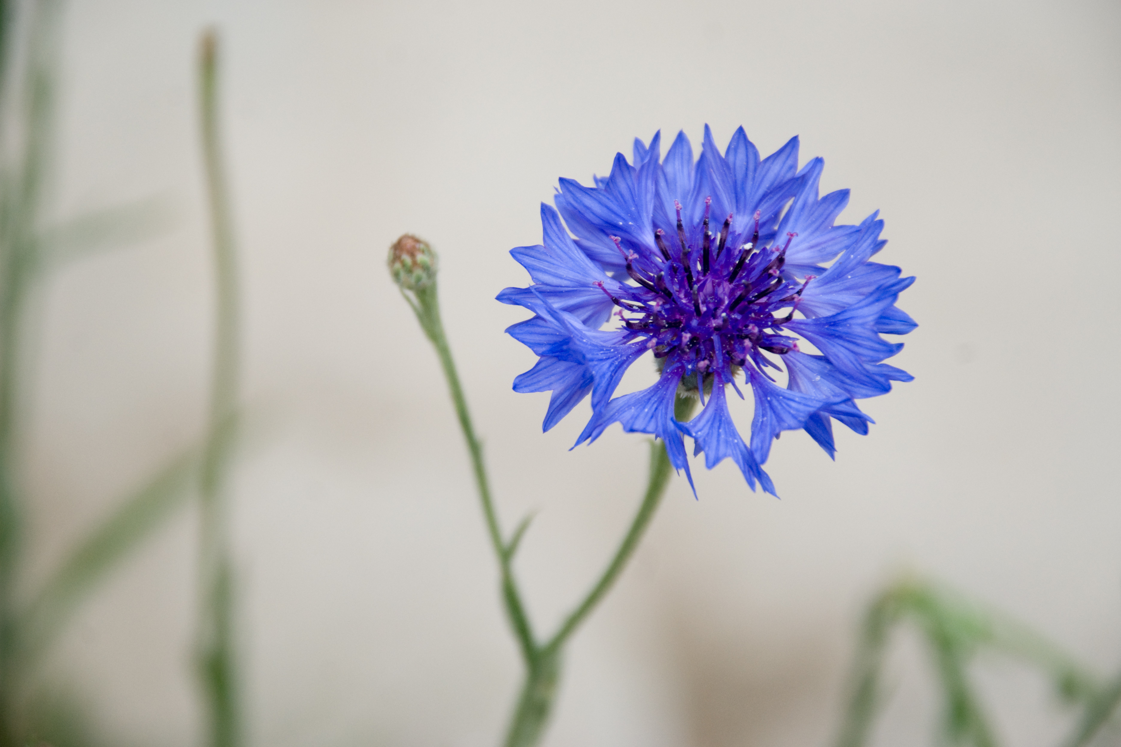 Blue flower