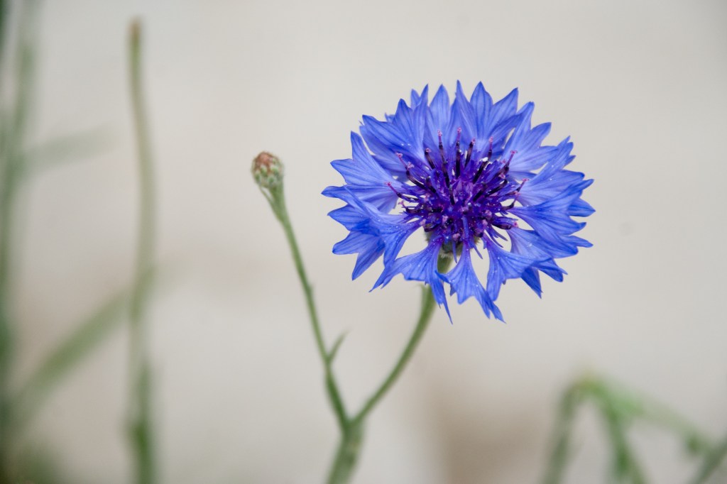Cornflower