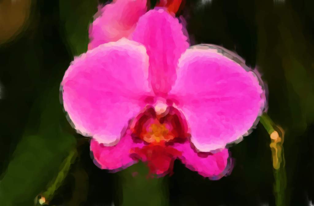 Orchid