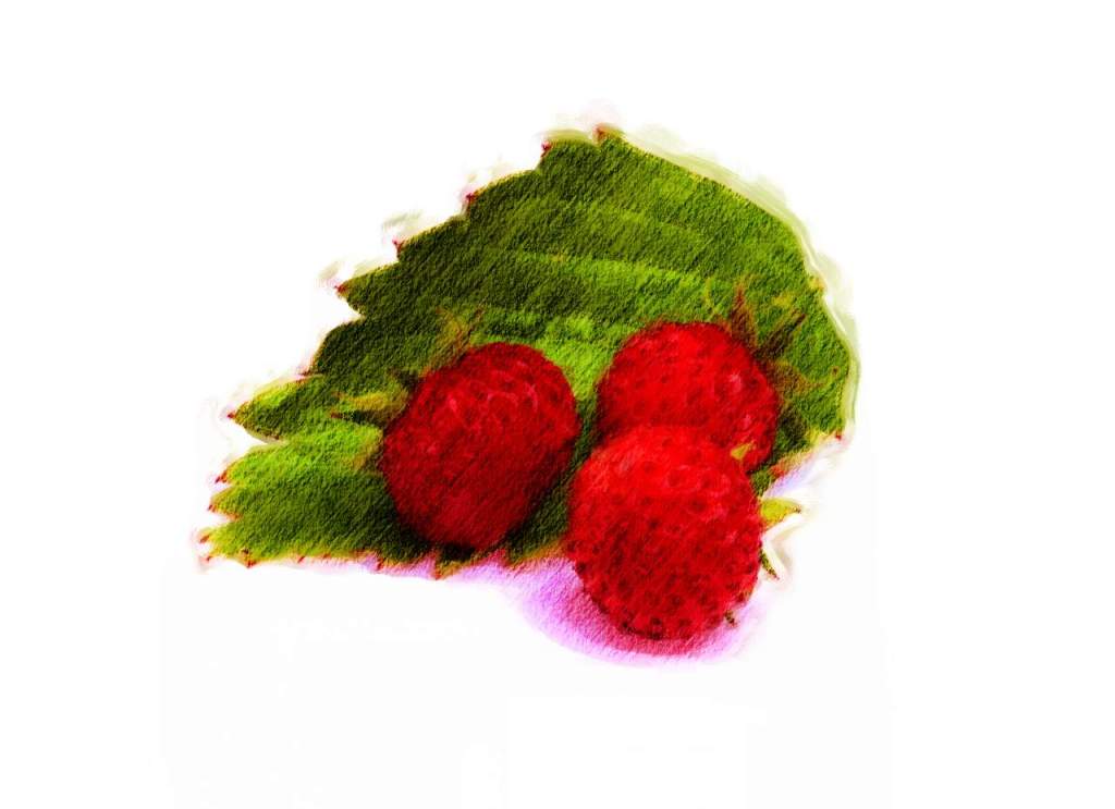 Wild Strawberry