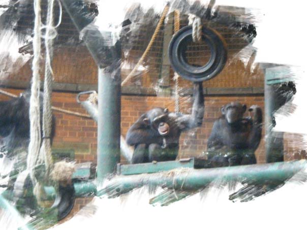 chimpanzees2