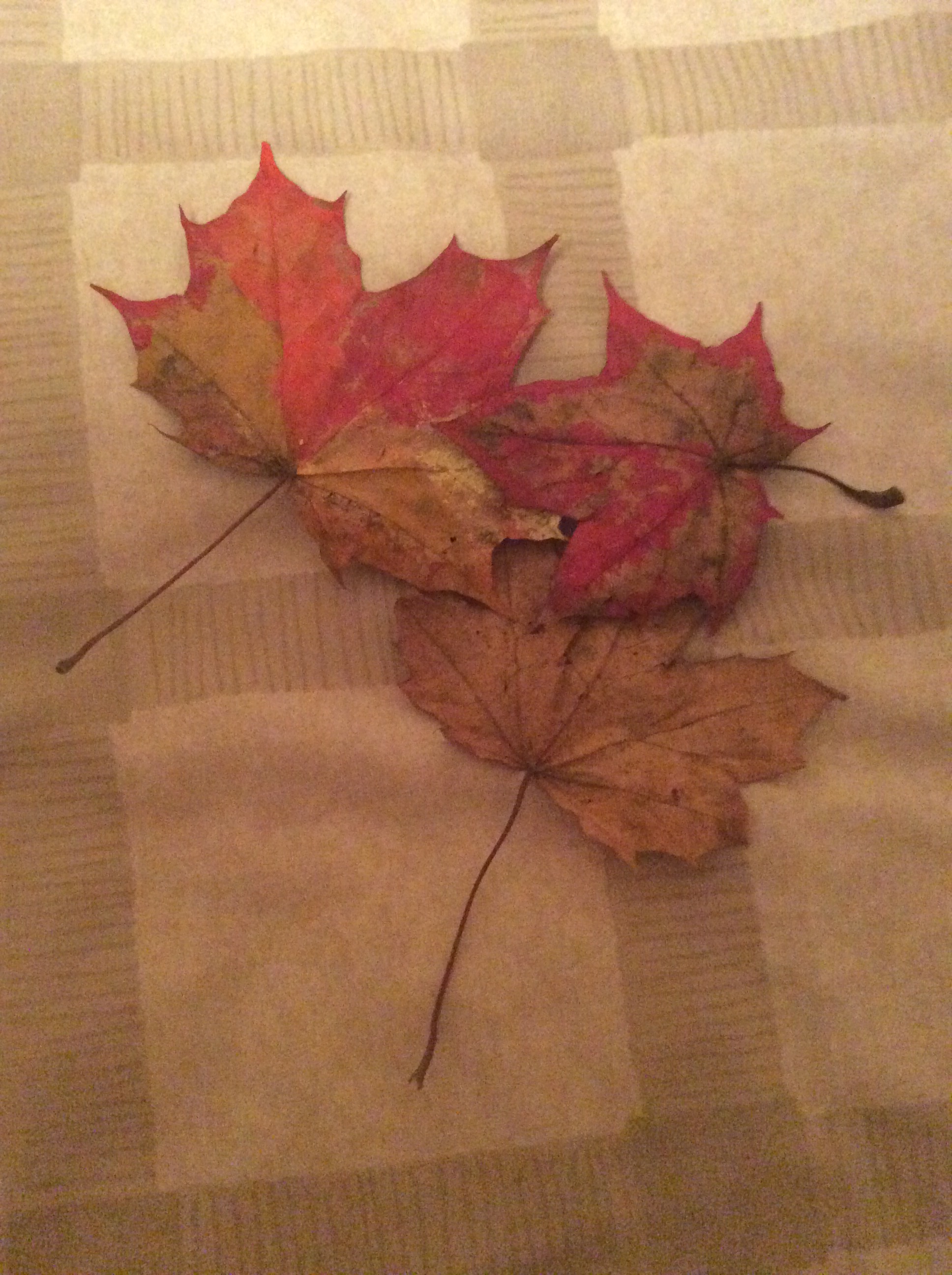 Three fallen leaves, recovered from the local park - and used in Artwork!