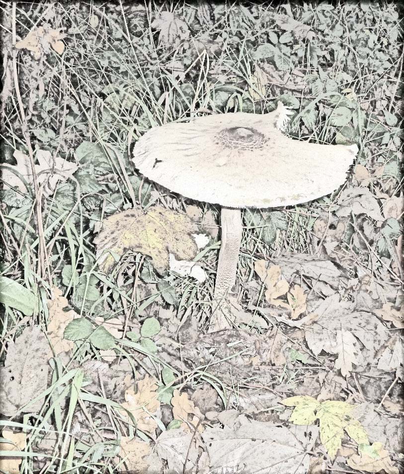 Toadstool