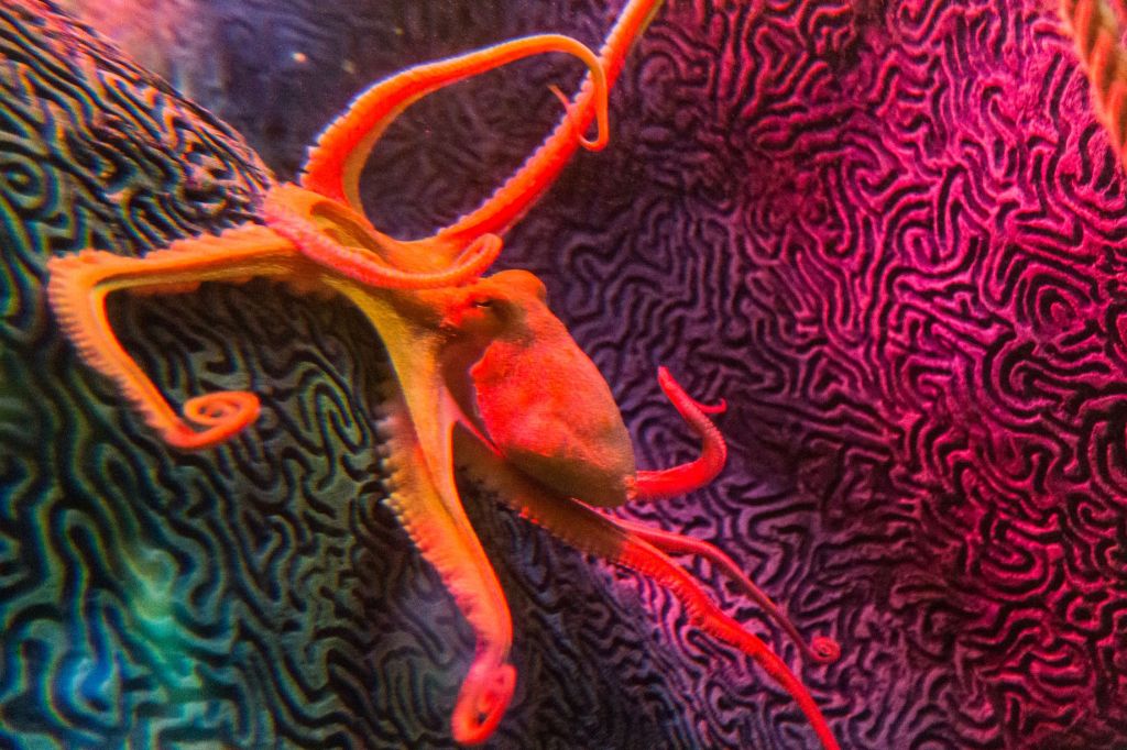 The Mancunian Octopus