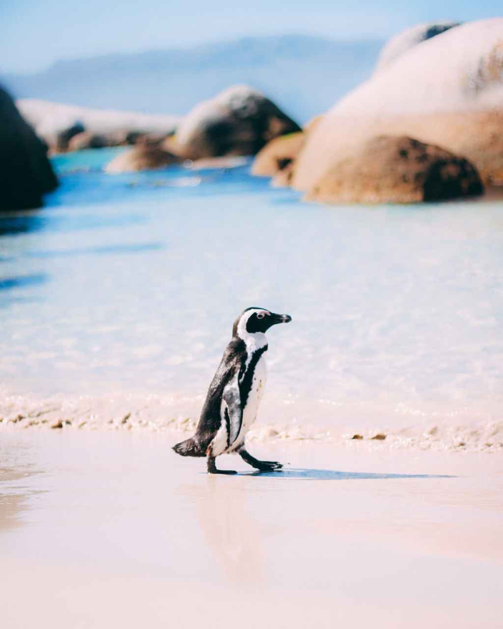 Penguin en vacances