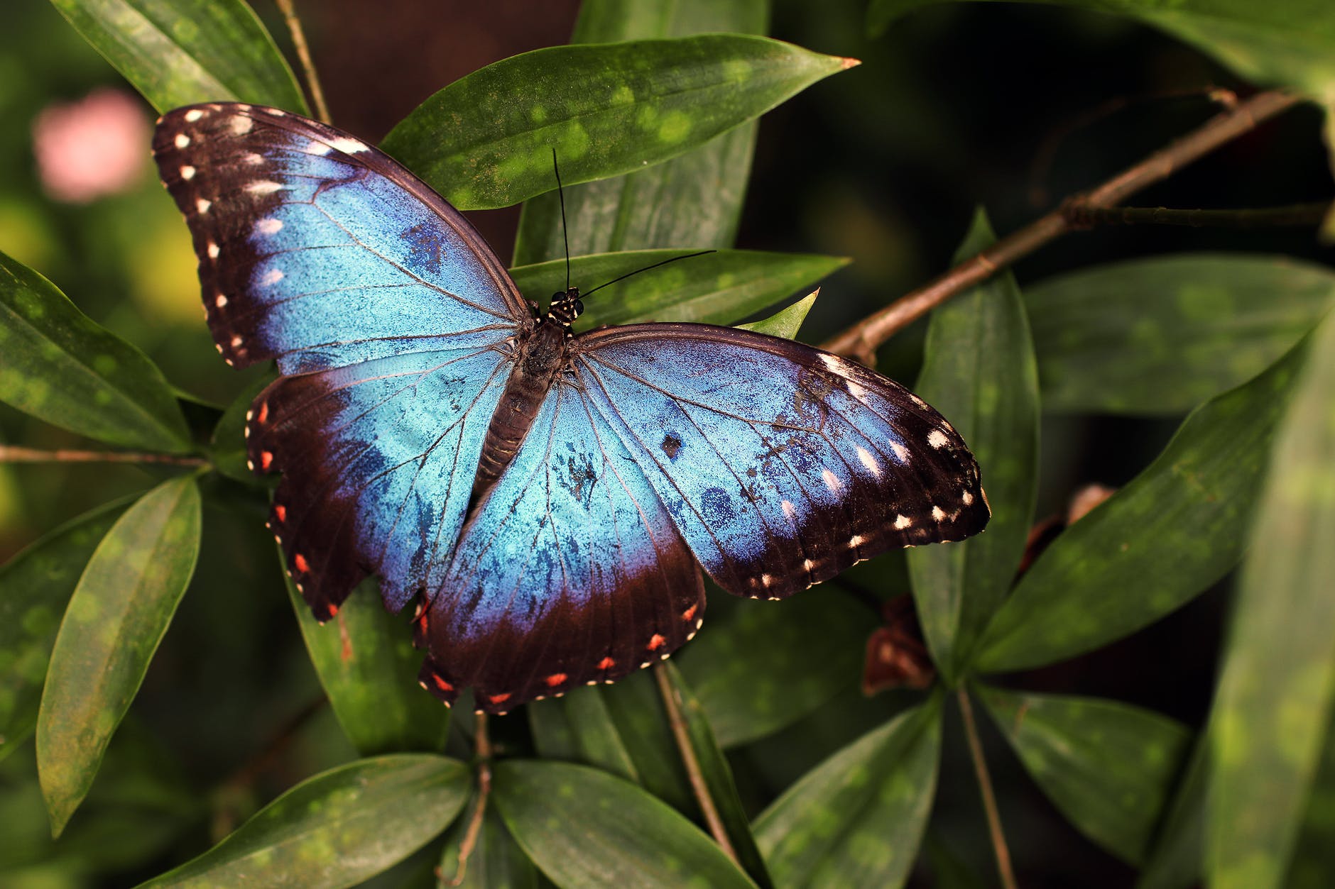 blue and black butterfly on green leaves