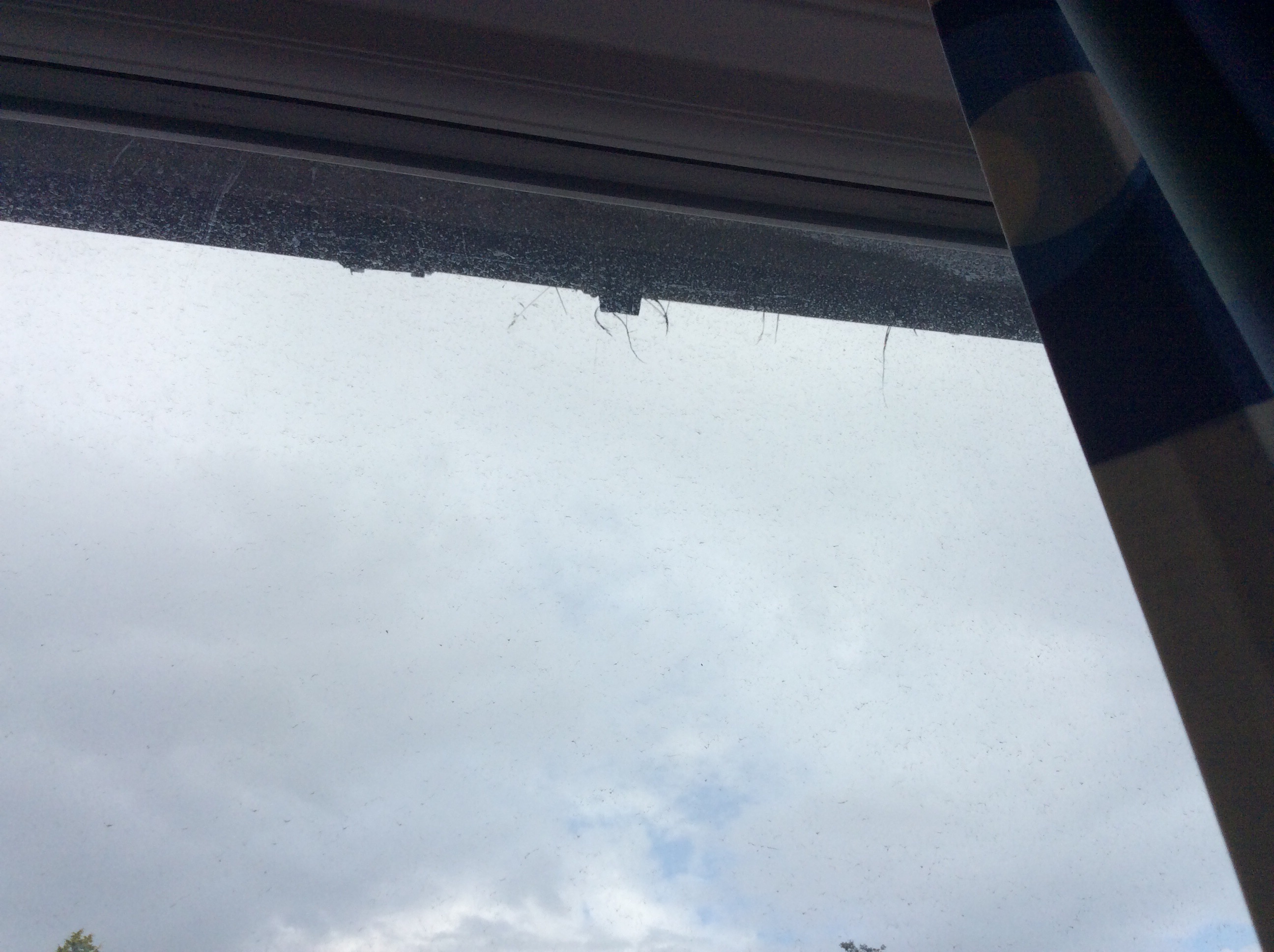 Birds nest in the guttering