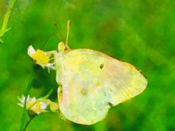 Butterfly in the&nbsp;Garden