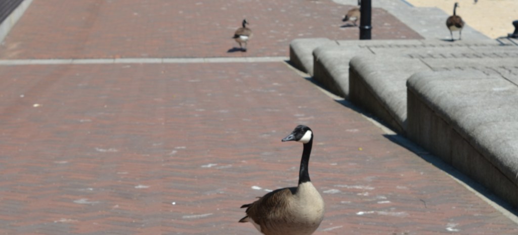 Brown Feathered Canada Geese