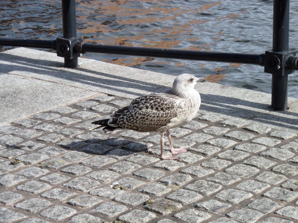Waiting by the&nbsp;Water