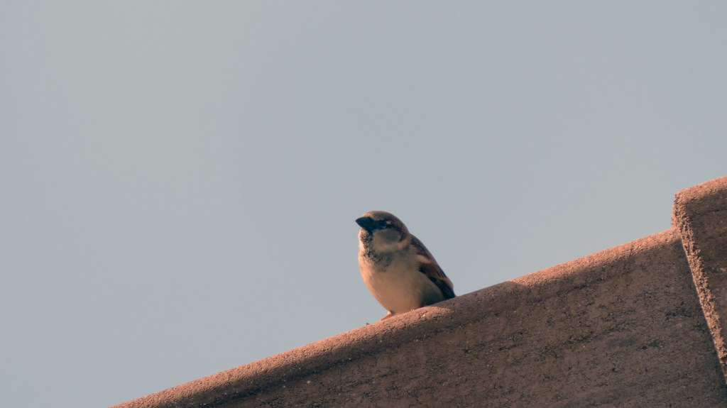Roof of sparrows