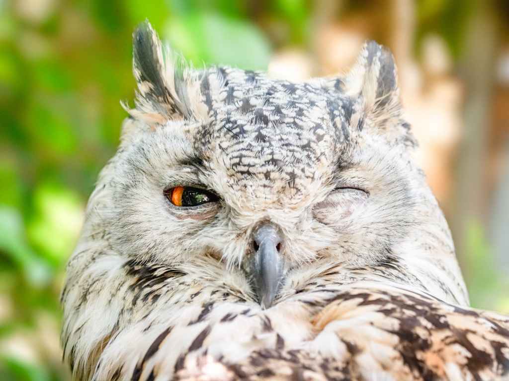 Wol