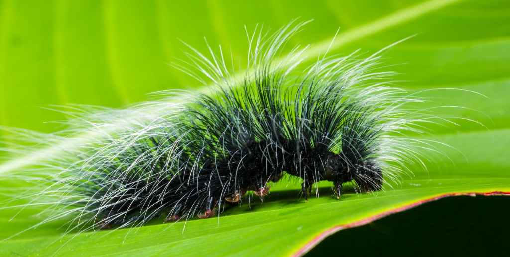 Caterpillar