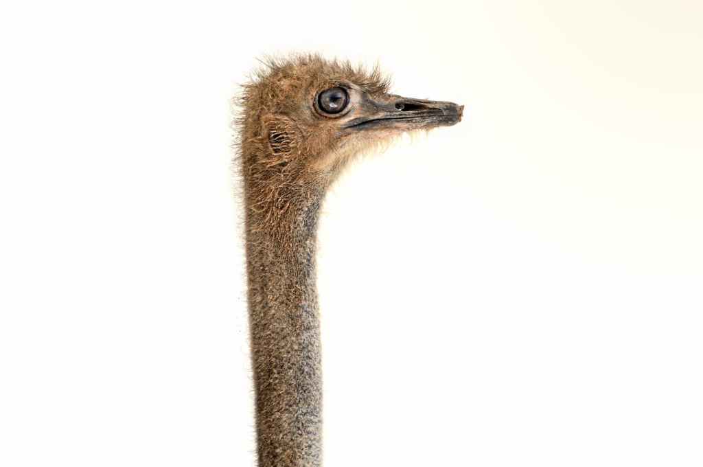 Obtaining an ostrich