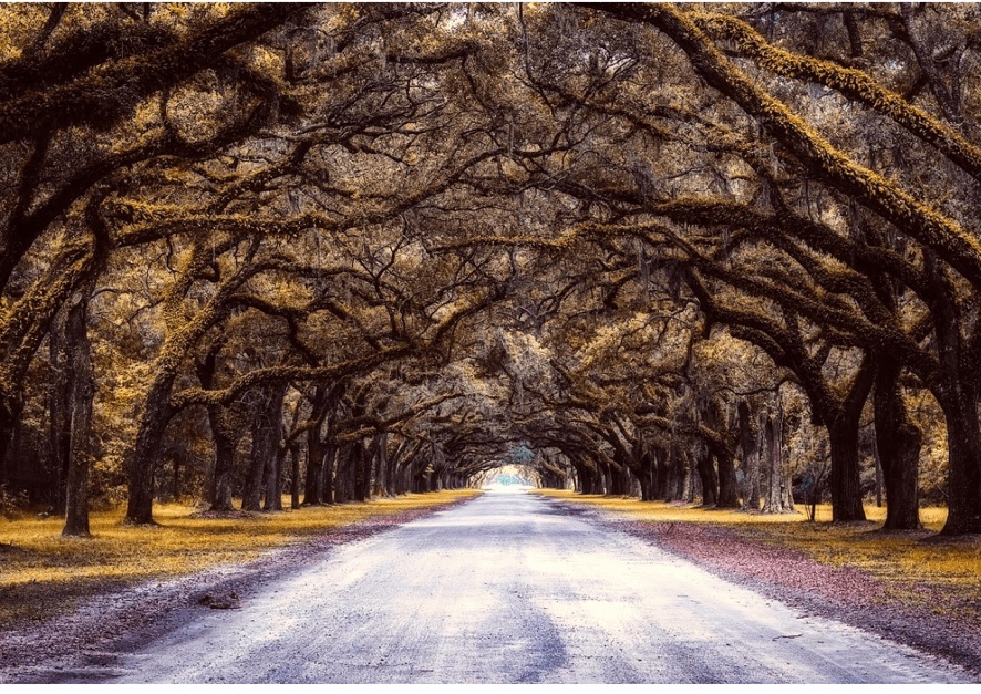 Tree Tunnel