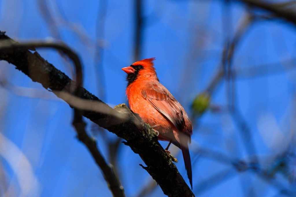 The Return of an Old&nbsp;Friend