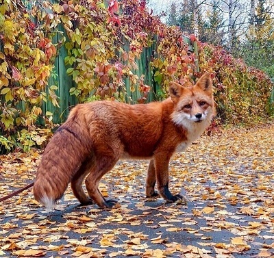friendly fox