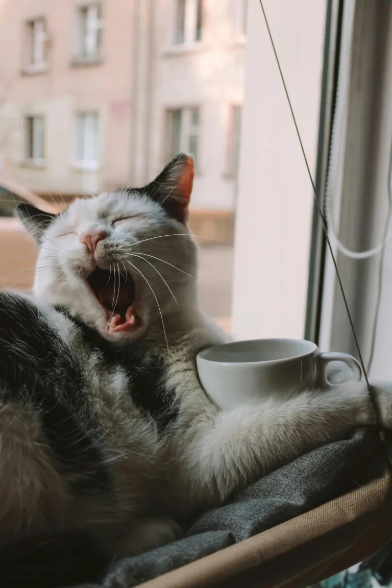 Coffee Cat