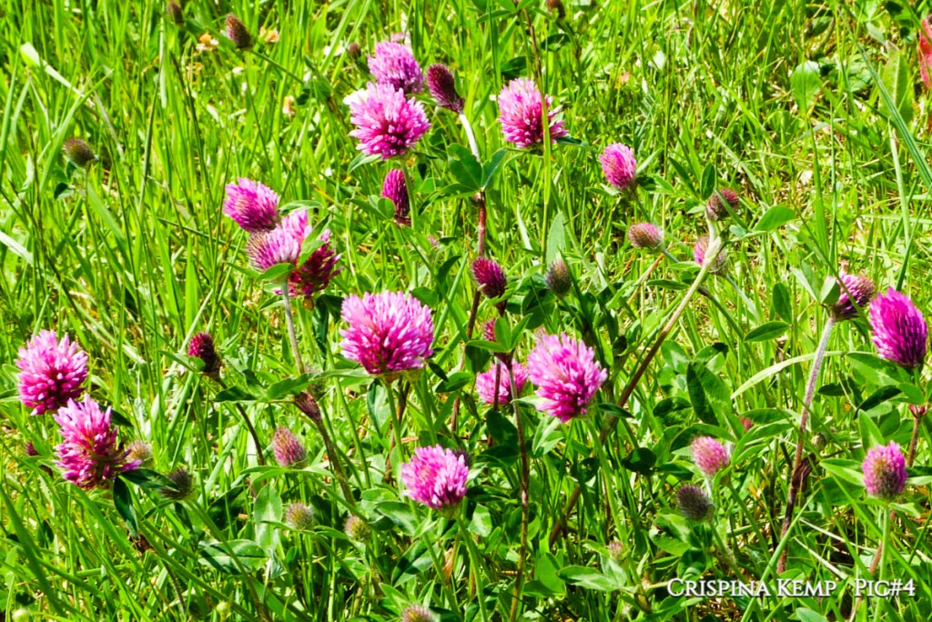 Wildflowers